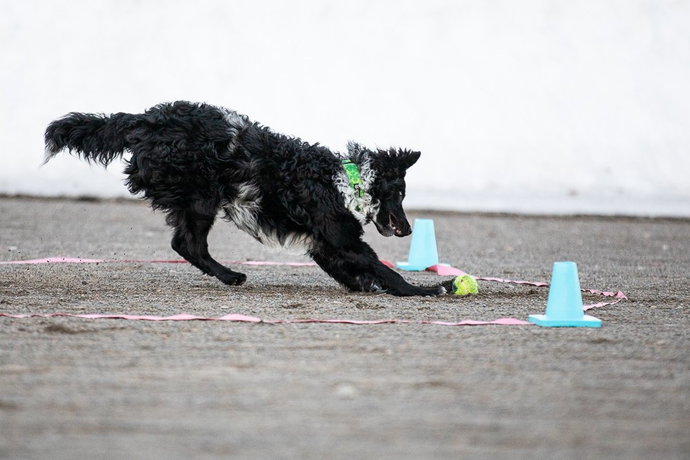 Harrastuskoiran pohjataidot-kurssi 2025