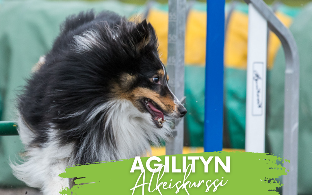 Agilityn alkeiskurssi